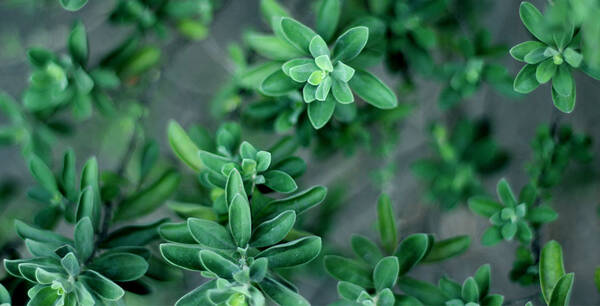 Thymian Pflanze