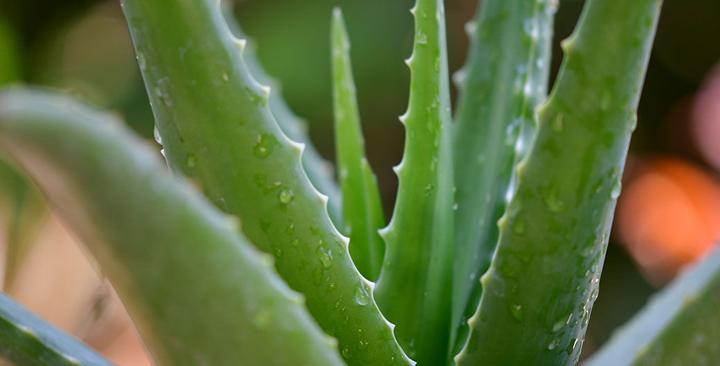 Aloe Vera Pflanze