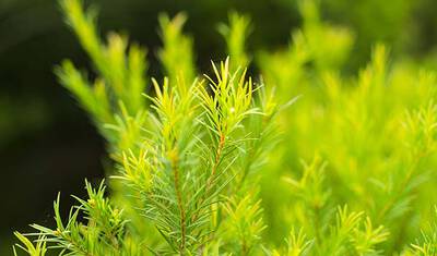 Blatter vom grunen Tee