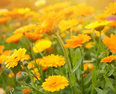 CALENDULA Kiehl's Inhaltsstoffe