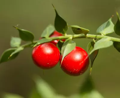 STECHENDER MAUSEDORN Kiehl's Inhaltsstoffe