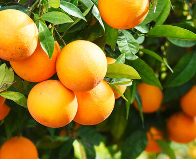 A close-up of ripe oranges hanging on a tree, surrounded by lush green leaves.