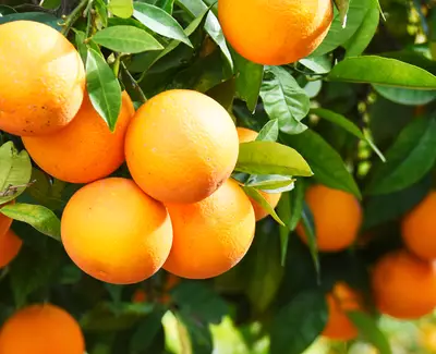 VITAMIN C Kiehl's Inhaltsstoffe