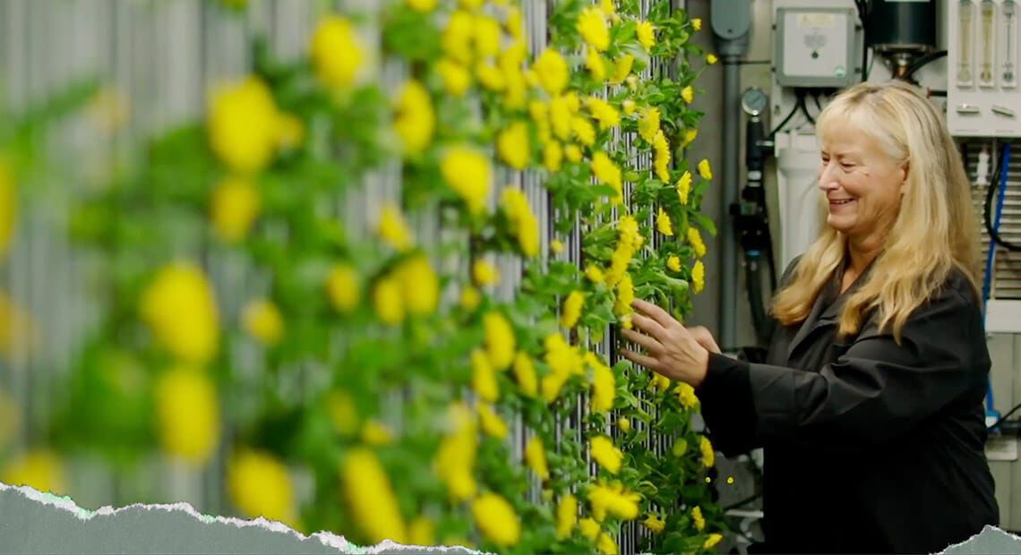 A woman smiles while tending to vibrant yellow flowers growing on vertical shelves in a green space, showcasing a blend of technology and nature.