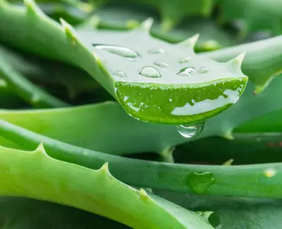 ALOE VERA Kiehl's Inhaltsstoffe