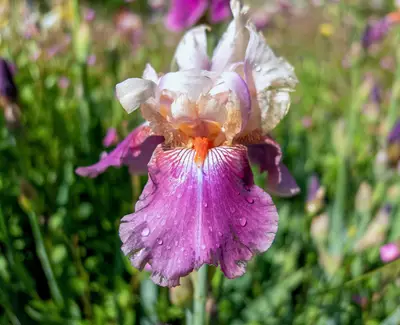 WURZELEXTRAKT DER IRIS FLORENTINA Kiehl's Inhaltsstoffe