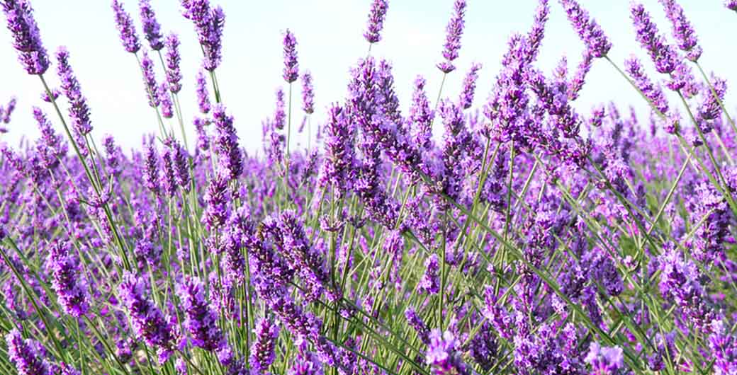 Retinol Effekte und Wirkstoffe