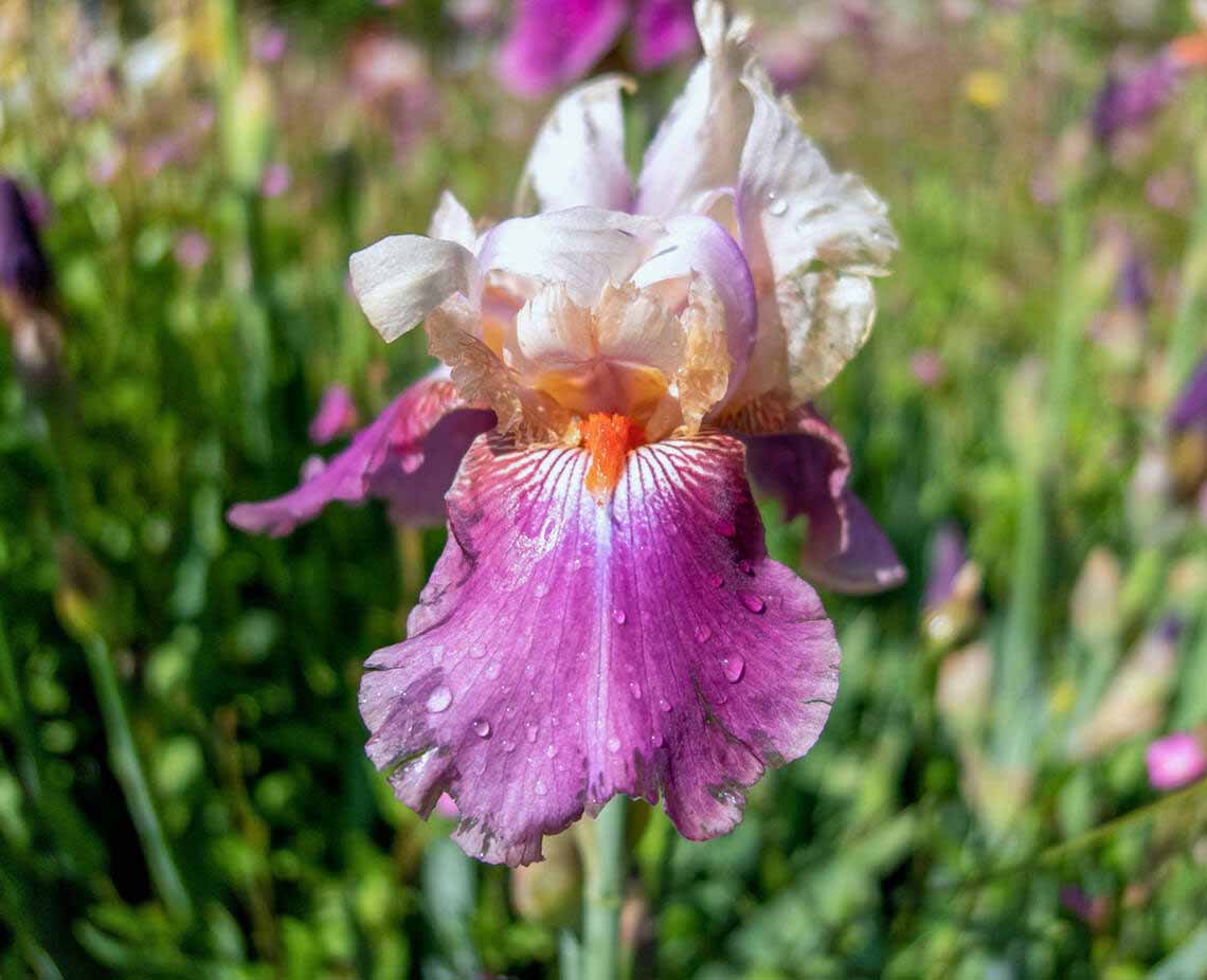 Wurzelextrakt der Iris Florentina