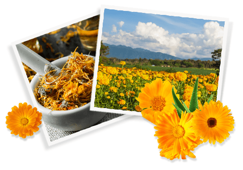Ingrédients Calendula Deep Cleansing Foaming Face Wash