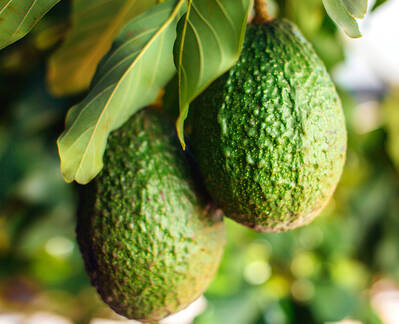 Avocado-Fruchtextrakt