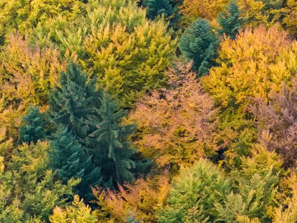 Der Wald als Ganzes bewahren