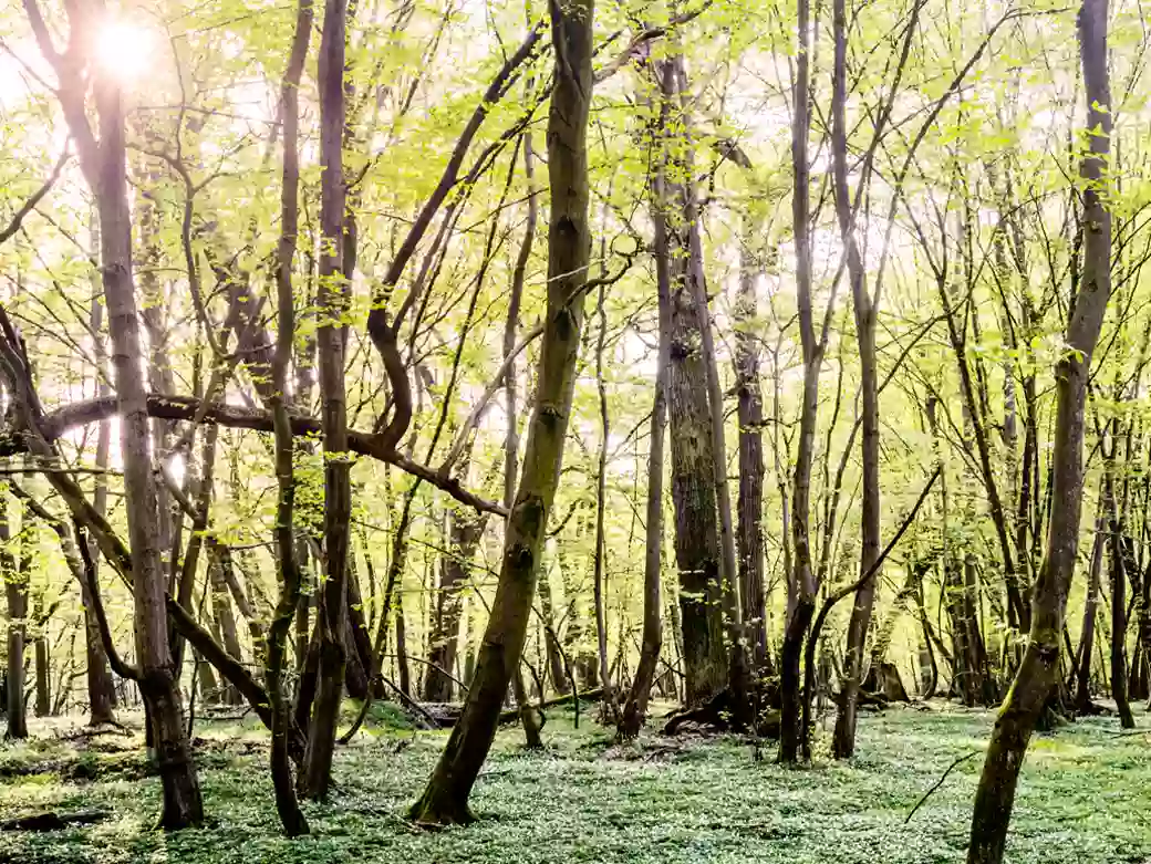 Was kannst du für unsere Wälder tun?