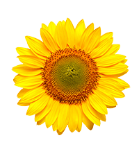 Sonnenblumenöl