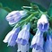Allantoin