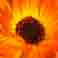 Ringelblume