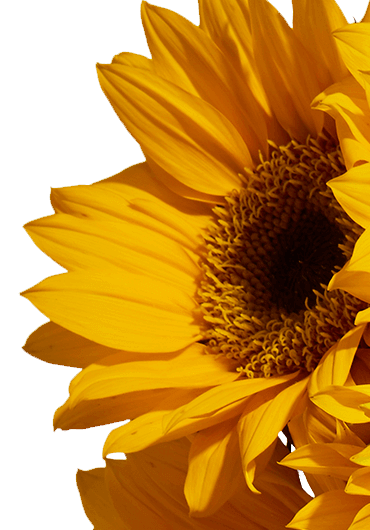 Sonnenblumenöl