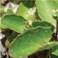 Centella asiatica