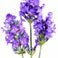Lavendar