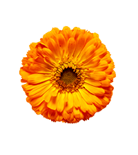 Calendula